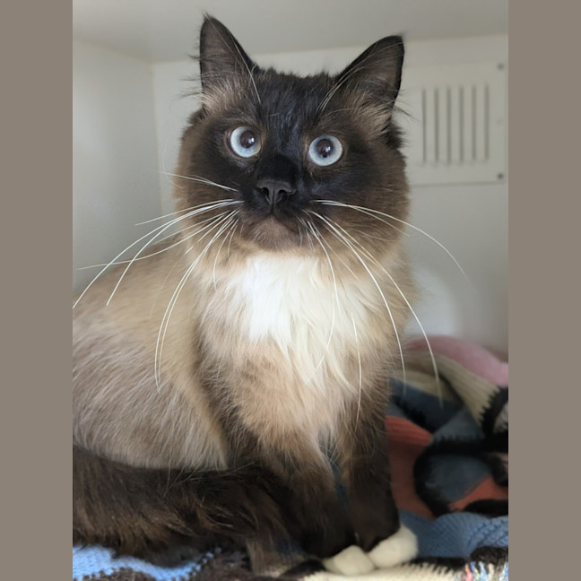 Photo of 🧀 Cheddar 5313 🧀