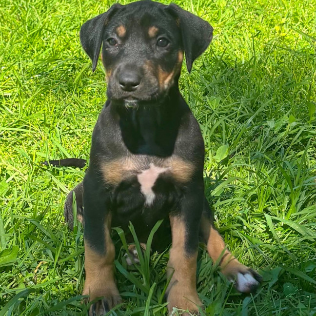 Photo of Kleo