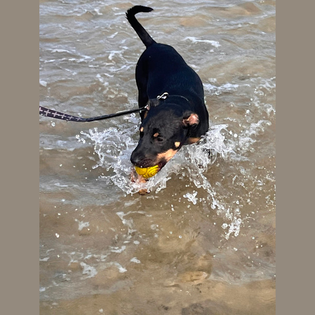 Photo of Jack   5 Month Old Kelpie X Staffy