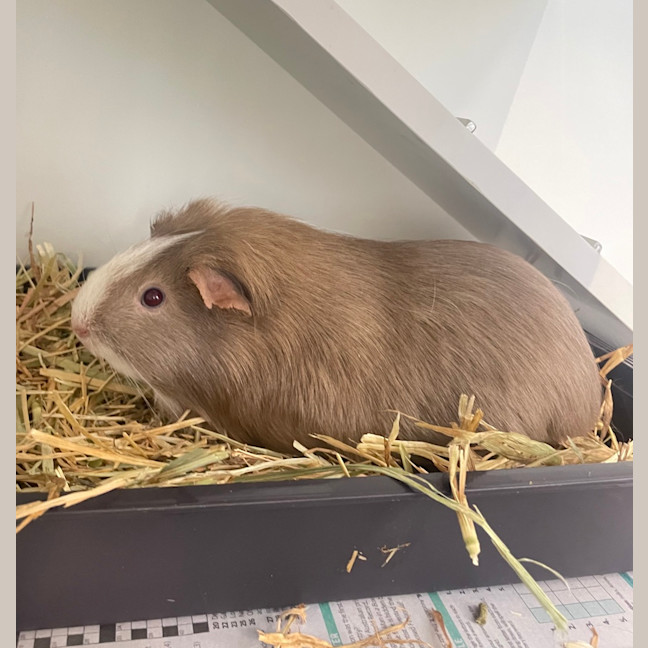 Photo of Stitch(bonded To Cyber)