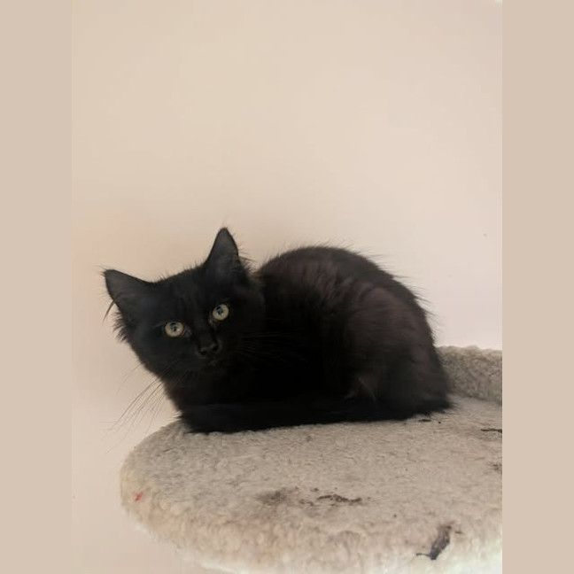 Photo of Silhouette
