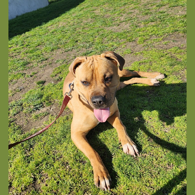 Photo of Pizza (66898)