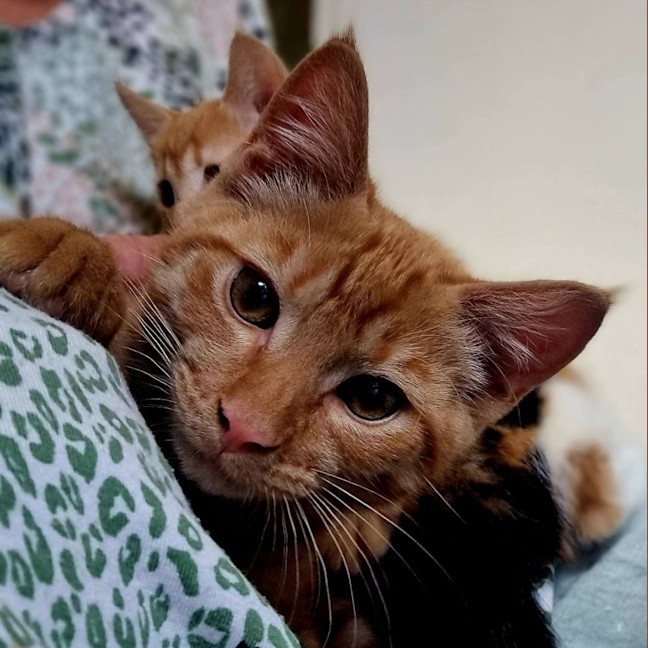Photo of Hamish