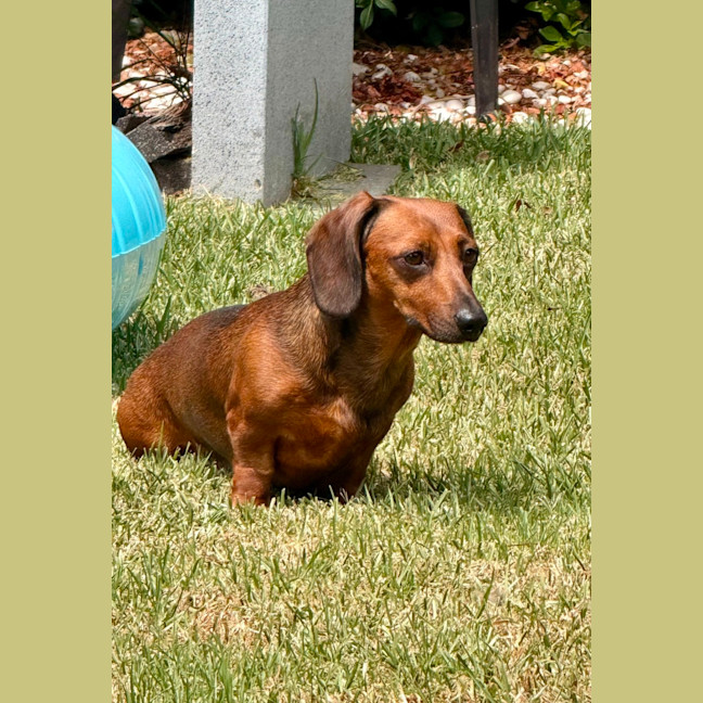 Photo of Winnie   4 Year Old Dachshund
