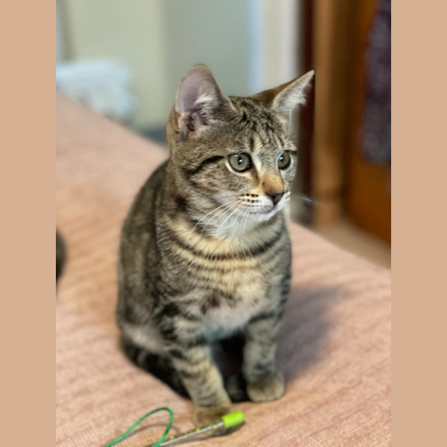 Photo of Chimon **2nd Chance Cat Rescue**