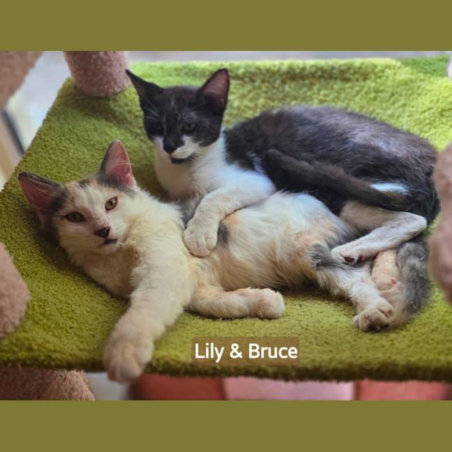 Photo of Lily