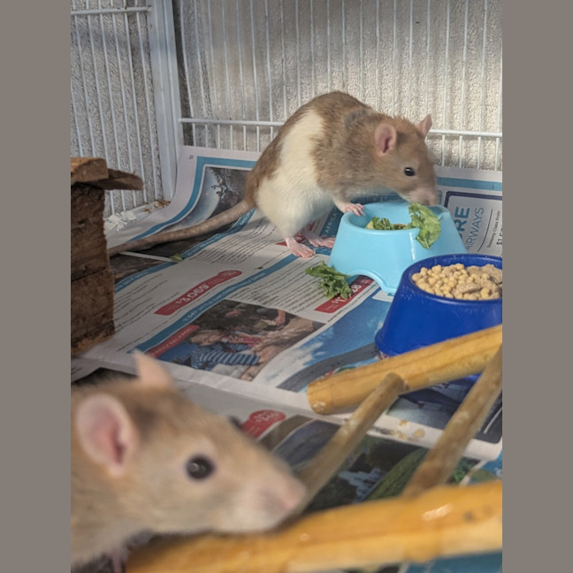 Photo of Cabbage, Joey And Pancake