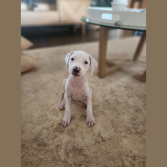 Photo of Koko Licious