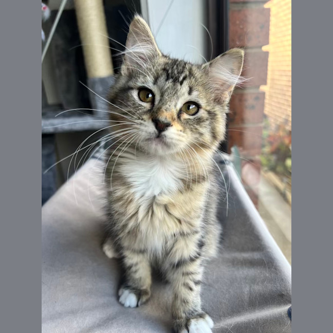 Photo of Root Beer Float