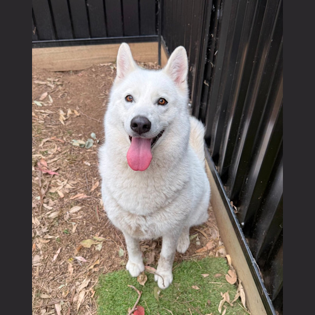 Photo of Stella