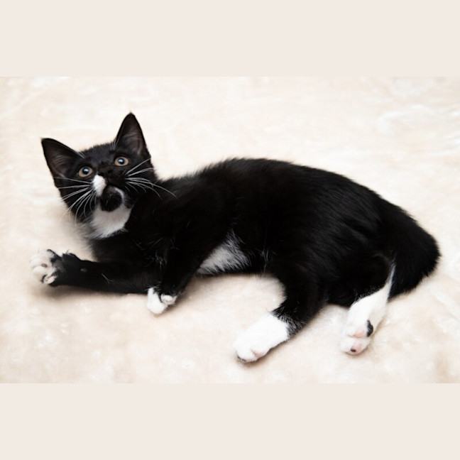 Photo of Octavia