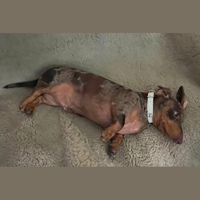Photo of Winston