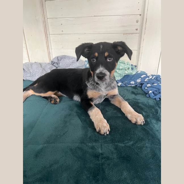 Photo of Chilly