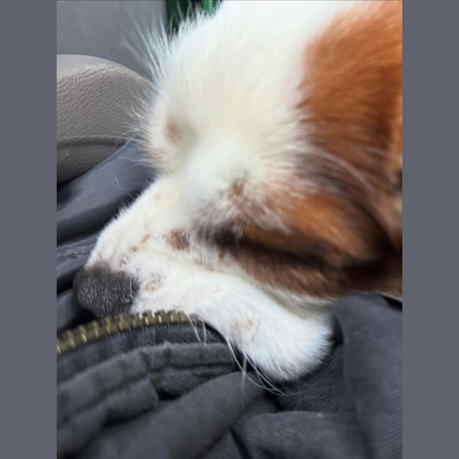 Photo of Teddy