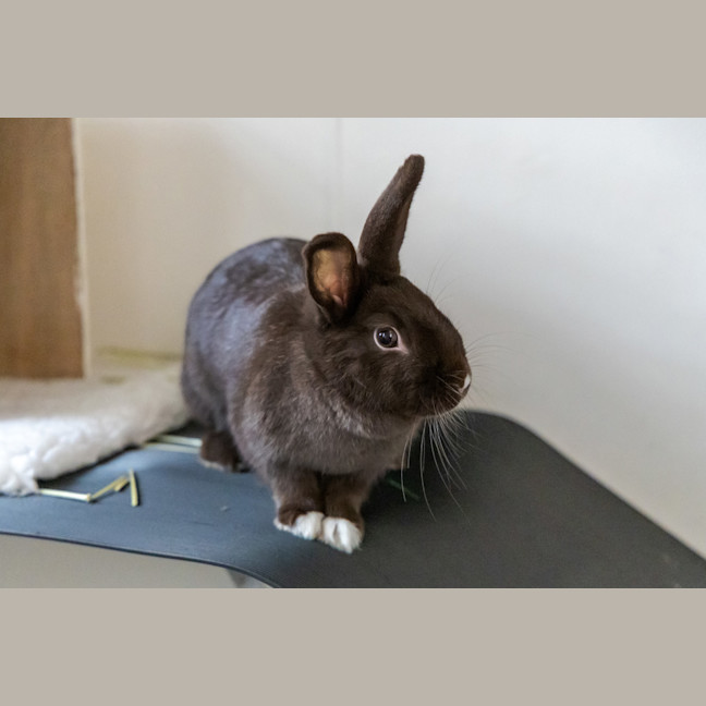 Photo of Cadbury
