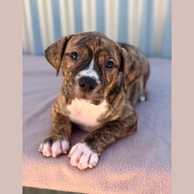 Photo of Gidget