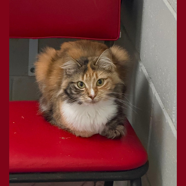 Photo of Birdie