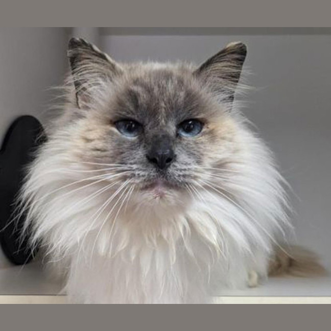 Photo of Queen Clementine