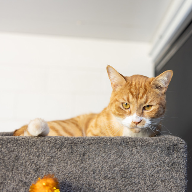 Photo of Cheeto