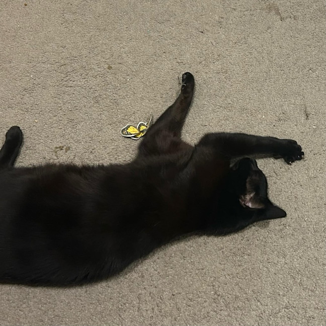 Photo of ⭐️puma! 🐈‍⬛