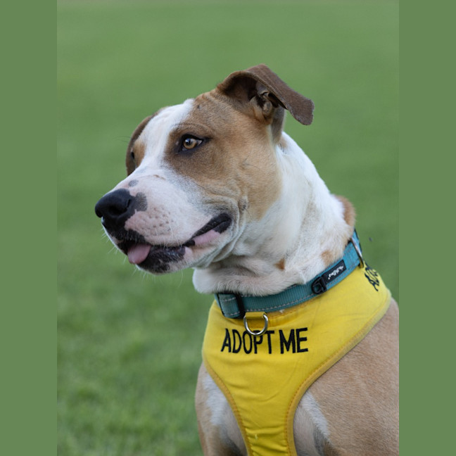 Photo of Bolt