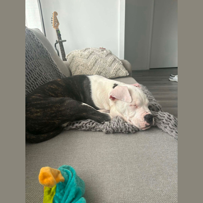 Photo of Romeo
