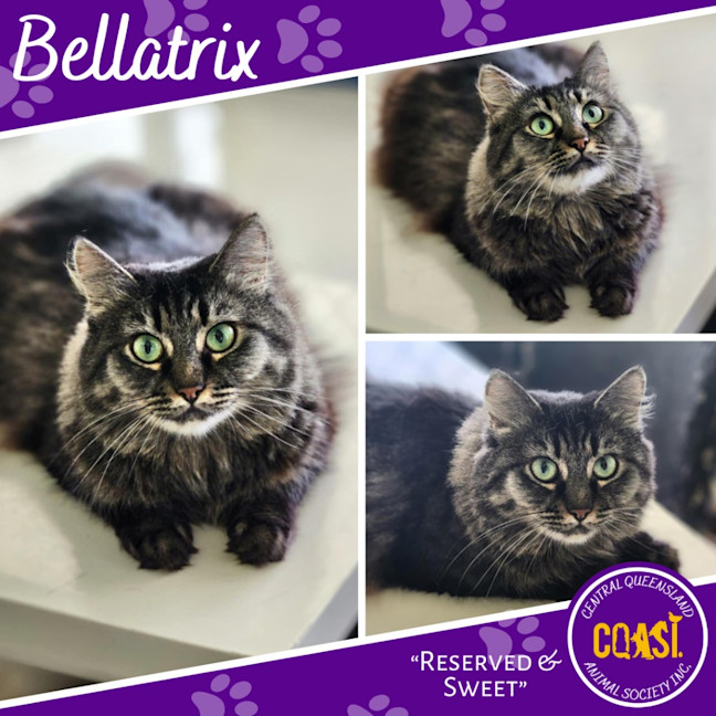 Photo of Bellatrix