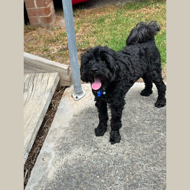 Photo of Bear   4 Year Old Cavoodle
