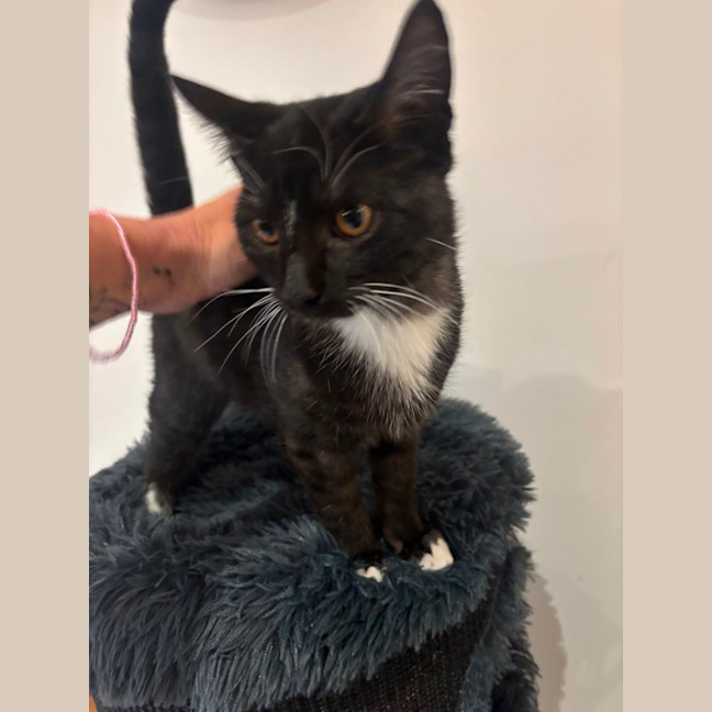 Photo of Xavier Meet Me@Petstock Chelsea Store 8/5