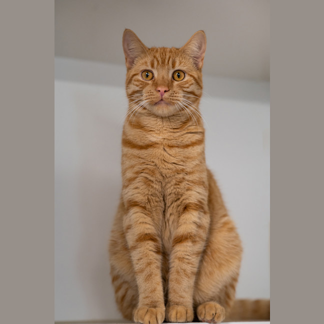 Photo of Samson