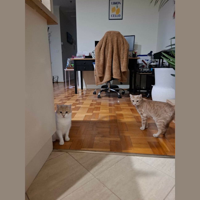 Photo of Chili 🌶️