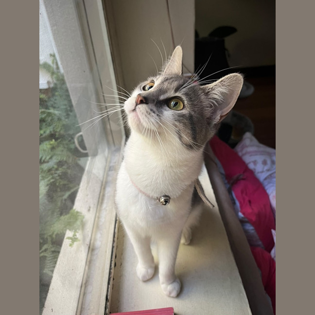 Photo of Firecracker