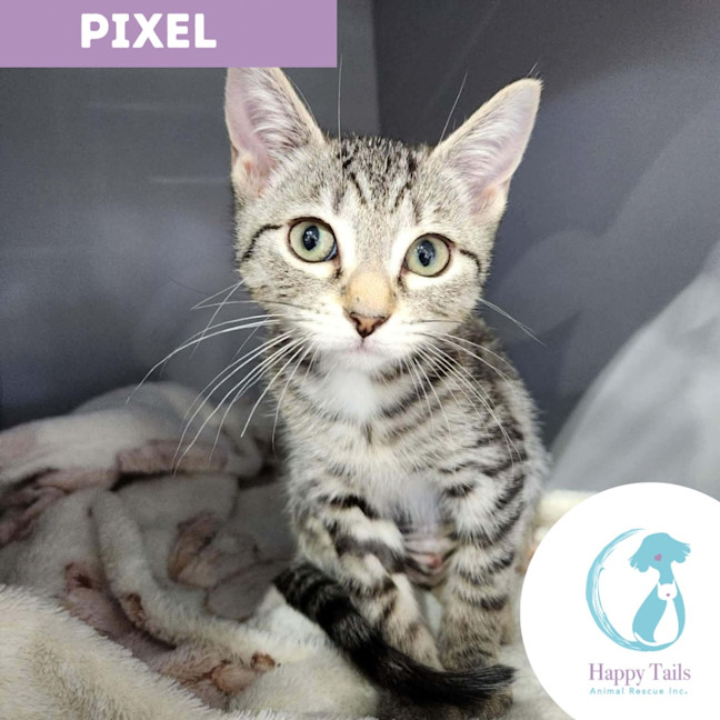 Photo of Pixel