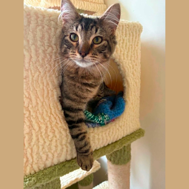 Photo of Heather *9 Lives Project Rescue*