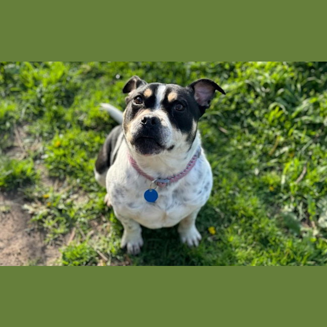 Photo of Rollie