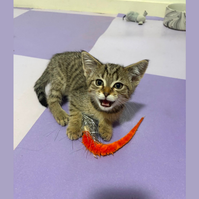 Photo of Firefly **2nd Chance Cat Rescue**