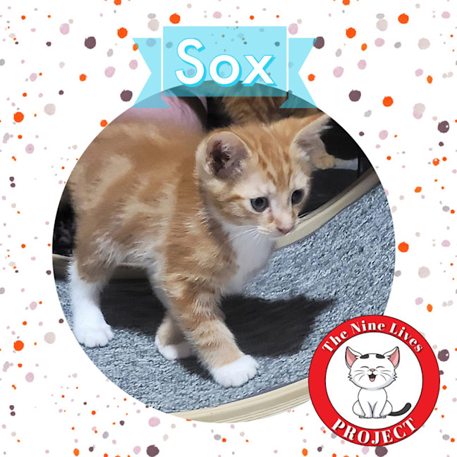 Photo of Sox *9 Lives Project Rescue*