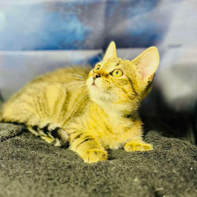 Photo of Anarchy   Located In Preston