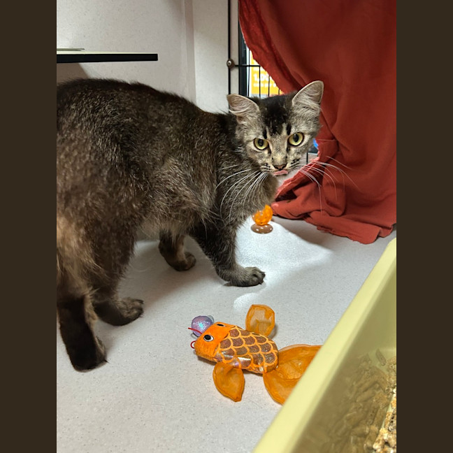 Photo of Honey
