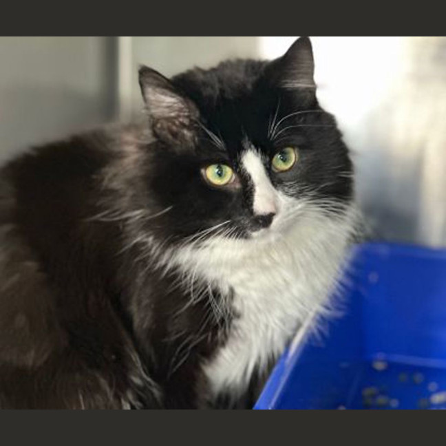 Photo of Bobo