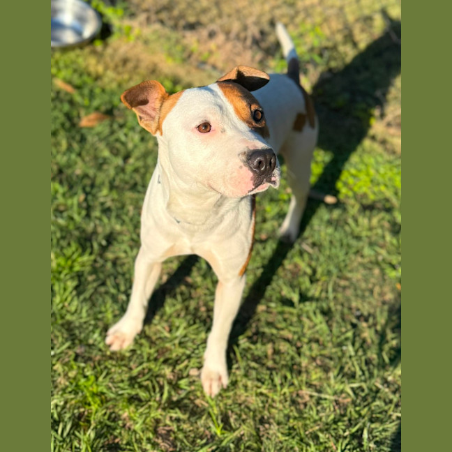 Photo of Goose (8850)