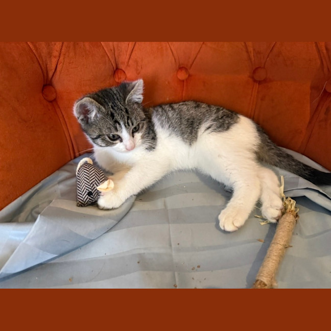 Photo of Digory