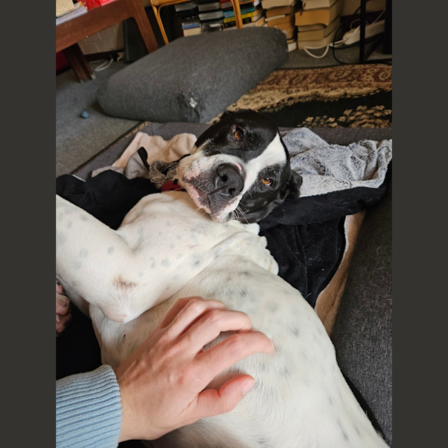 Photo of Rose