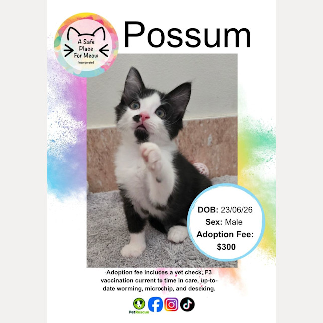 Photo of Possum