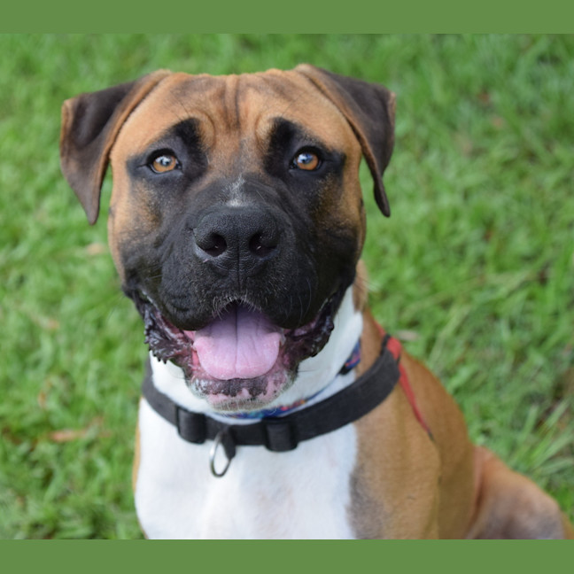 Photo of Boof