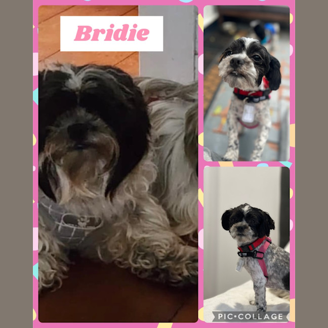 Photo of Bridie 