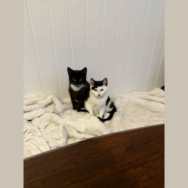 Photo of Pancake & Henry