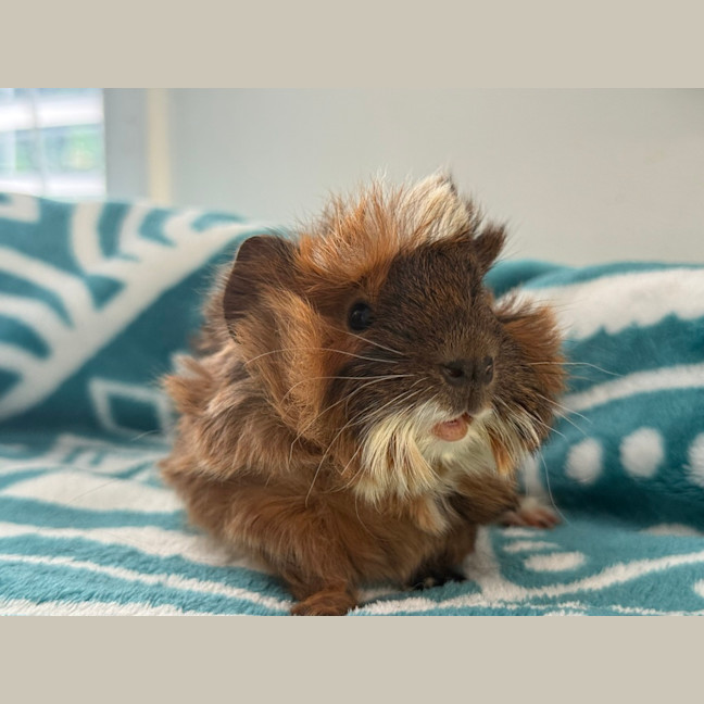 Photo of Snickers 