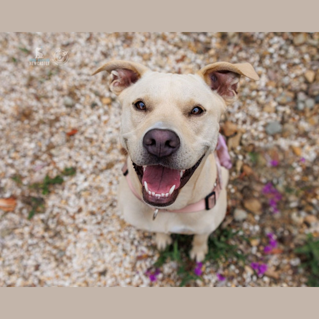 Photo of Chilli   22 Month Old Staffy X
