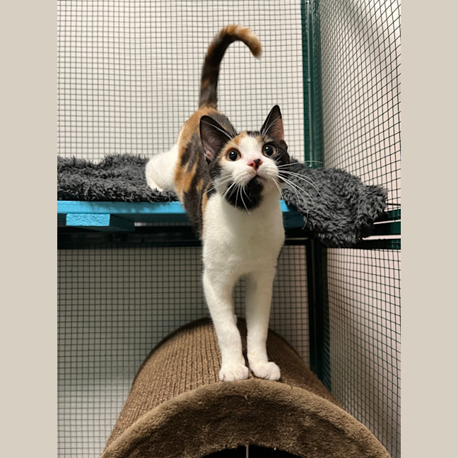 Photo of Callie Bean